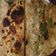 tulika sahu का कुकस्नैप जब उन्होंने गोभी पराठा (Gobhi paratha recipe in Hindi) बनाया था।