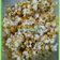 Cooksnap dari sri wiji lestari untuk resep Caramel popcorn