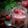 Cooksnap dari tanti.muji untuk resep Strawberry Froyo