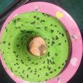 Cooksnap dari Ita Rosmiati untuk resep Bolu pandan kukus