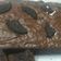 Cooksnap dari Reina Mariana untuk resep Brownies Panggang Oreo
