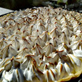 El cooksnap de Cook_and_Jud cuando hizo Lemon pie o tarta de limón y merengue.