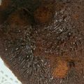 Cooksnap dari Yantty Nggebu untuk resep Caramel Cake (Kue Sarang Semut)