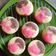Cooksnap dari Rini Susanti untuk resep Pukis premium