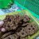 Cooksnap dari Farry Lusthiania untuk resep OAT COOKIES for DIET (eggless, no sugar, flourless) healthy cookies simple step