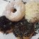 Cooksnap dari Lina Marlina untuk resep Donat empuk (tehnik autolisis)