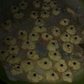 Cooksnap dari Rusni Alzena Amabel untuk resep Kue sagu keju