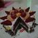 Cooksnap dari Ainun Fitanti untuk resep Black forest kukus mini irit bahan