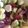 El cooksnap de Lucia Larrea cuando hizo Coles de Bruselas con uvas.