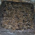Cooksnap dari Endah Nurlaela untuk resep Brownis 6 sendok