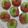 Sanjeev Agrawal's cooksnap of when they made Two colour coconut barfi.
