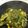 Elle Bonello's cooksnap of when they made Liver served with spinach.