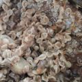 El cooksnap de Georgina Mancilla Vargas cuando hizo Guiso de fideo con carne económico.