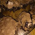 El cooksnap de antonella cuando hizo Brownies muy húmedos.