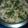 Bibhasini Patra's cooksnap of when they made Green Split Moong Dal Khichdi (Chilke wali moong dal Khichdi) !!.