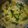Simpal Goyal's cooksnap of when they made Dhokla.