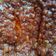 Cooksnap dari Astysoffiaty untuk resep Saus Bolognese Homemade (pizza/spageti)