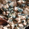 kisördög Cooksnap-ja, amikor elkészítette a(z) Bébispenótos- tejszínes csirkemell tésztával receptet.