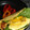 El cooksnap de Sorangel cuando hizo Tortillas vegetarianas de maíz.
