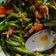 Cooksnap dari Naura shaquille untuk resep Tumis buncis udang saus tiram