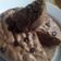 Cooksnap dari ORION belt untuk resep Brownies Kukus 1telur
