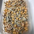 El cooksnap de Enrique C. cuando hizo Ensalada de garbanzos con gulas.