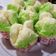 Cooksnap dari Brightzeng untuk resep Bolkus mekar anti gagal