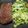 El cooksnap de Natalia cuando hizo Colita de cuadril al horno con ensalada de rúcula.