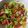 Sami Saqib's cooksnap of when they made Mix salad.