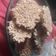 El cooksnap de Cintia Dominguez cuando hizo Galletas de avena y manzana sin harina.