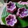 Cooksnap dari Ummu Alula untuk resep Kue Lapis Rainbow