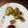 Pooja Singh's cooksnap of when they made Spring roll.