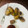 Pooja Singh's cooksnap of when they made Spring roll.