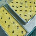 Cooksnap dari dapupur untuk resep Lekker Holland Keju