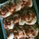 Cooksnap dari Elshafia Wulandari untuk resep Pizza Roll Super Empuuuk