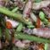 Cooksnap dari Mareta Fitriani untuk resep Cumi Asin Cabe Ijo