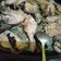 Cooksnap dari Reni untuk resep Ayam Pop Gurih Lezat