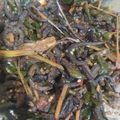 Cooksnap dari Mayang Key untuk resep Sambal Belut Cabai Hijau