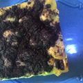 Cooksnap dari Gustina Permata Sari untuk resep Bolu kukus oreo simple