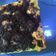 Cooksnap dari Gustina Permata Sari untuk resep Bolu kukus oreo simple