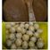 Cooksnap dari Ummu Hafidz untuk resep Cilok Empuk Meski Dingin