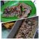 Cooksnap dari Muhimatul Farohah untuk resep Bolu pisang kukus (no mixer)