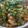Nazia Qureshi's cooksnap of when they made Cholay Chaat.