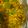 Alka Bhandari's cooksnap of when they made Bhutta Poha - Corn Poha - Classic Indian Monsoon Breakfast.