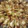 Cooksnap από Georgia Nikolaidou στη συνταγή Conchiglioni a la Greece