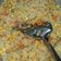 Cooksnap dari rully andika untuk resep Nasi Goreng Hongkong