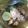 Cooksnap dari Enda Eriyanti untuk resep (9)Soto Ayam Lamongan #SelasaBisa