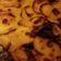 Cooksnap de haratann sur la recette Gratin Dauphinois