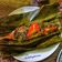 Cooksnap dari Intan Zahra Al Arsyad (Bunda'Reycha) untuk resep 506.Pepes Kembung Kemangi
