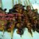 Cooksnap dari Lusi Fitria untuk resep Sate Jamur Tiram